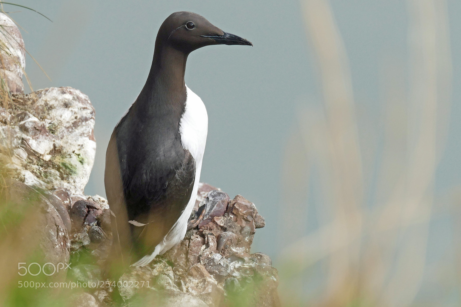 Panasonic Lumix DMC-FZ1000 sample photo. Guillemot photography