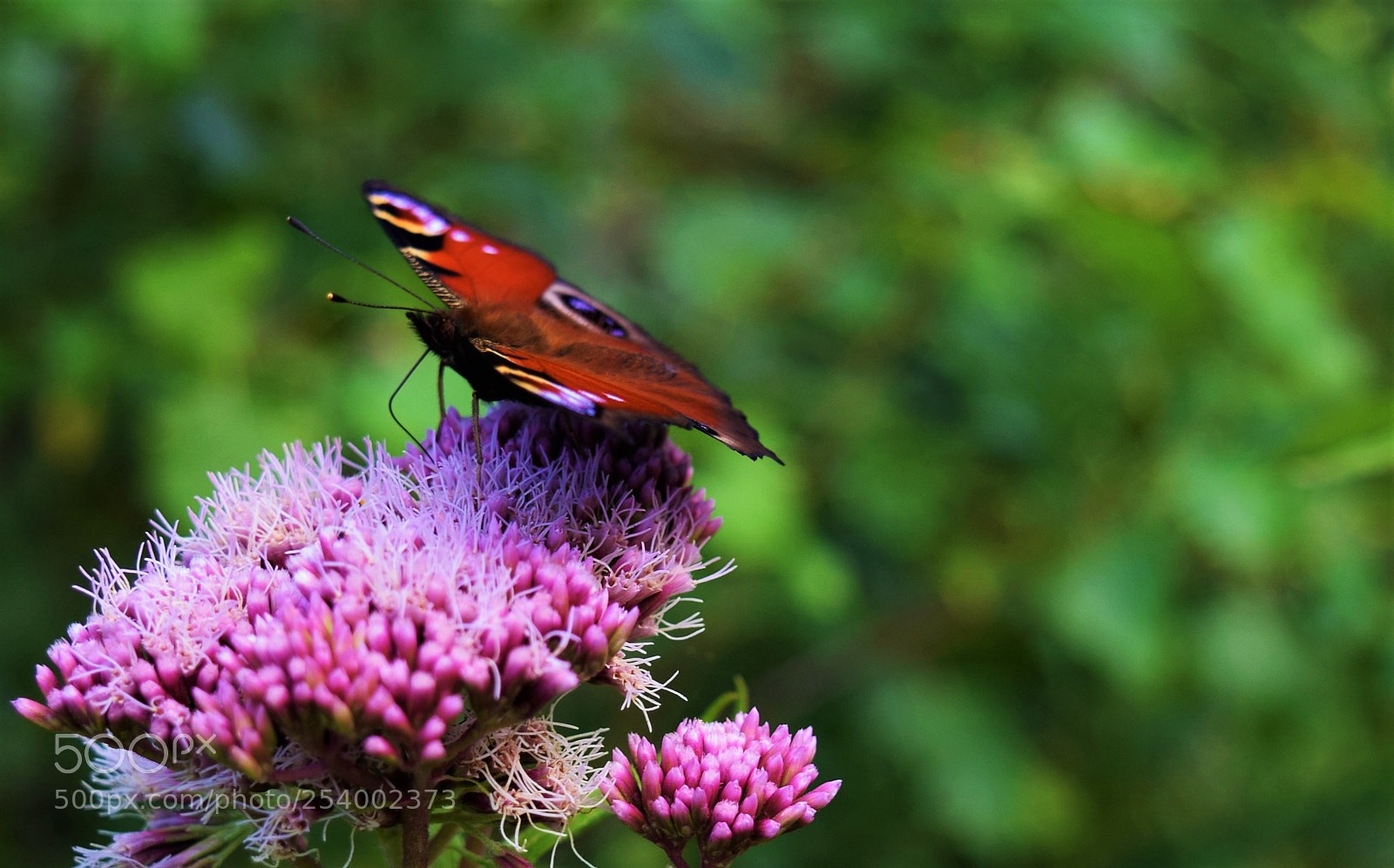 Nikon D3300 sample photo. Beauty in nature photography