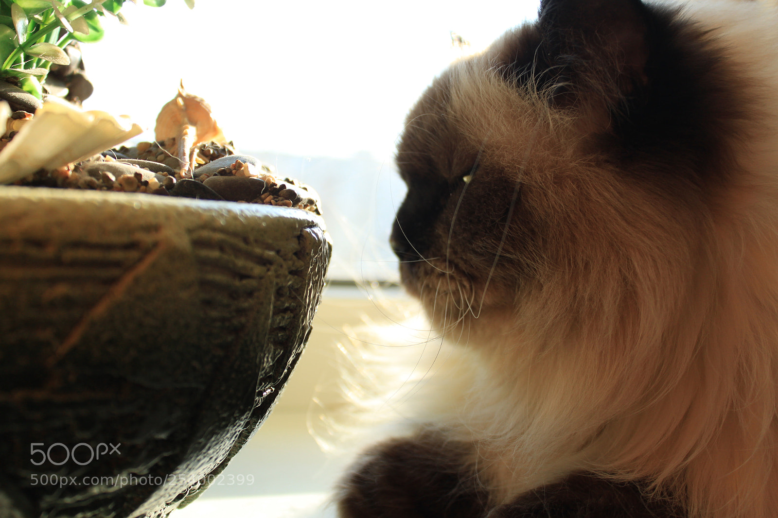 Canon EF-S 18-55mm F3.5-5.6 IS sample photo. The cute cat photography