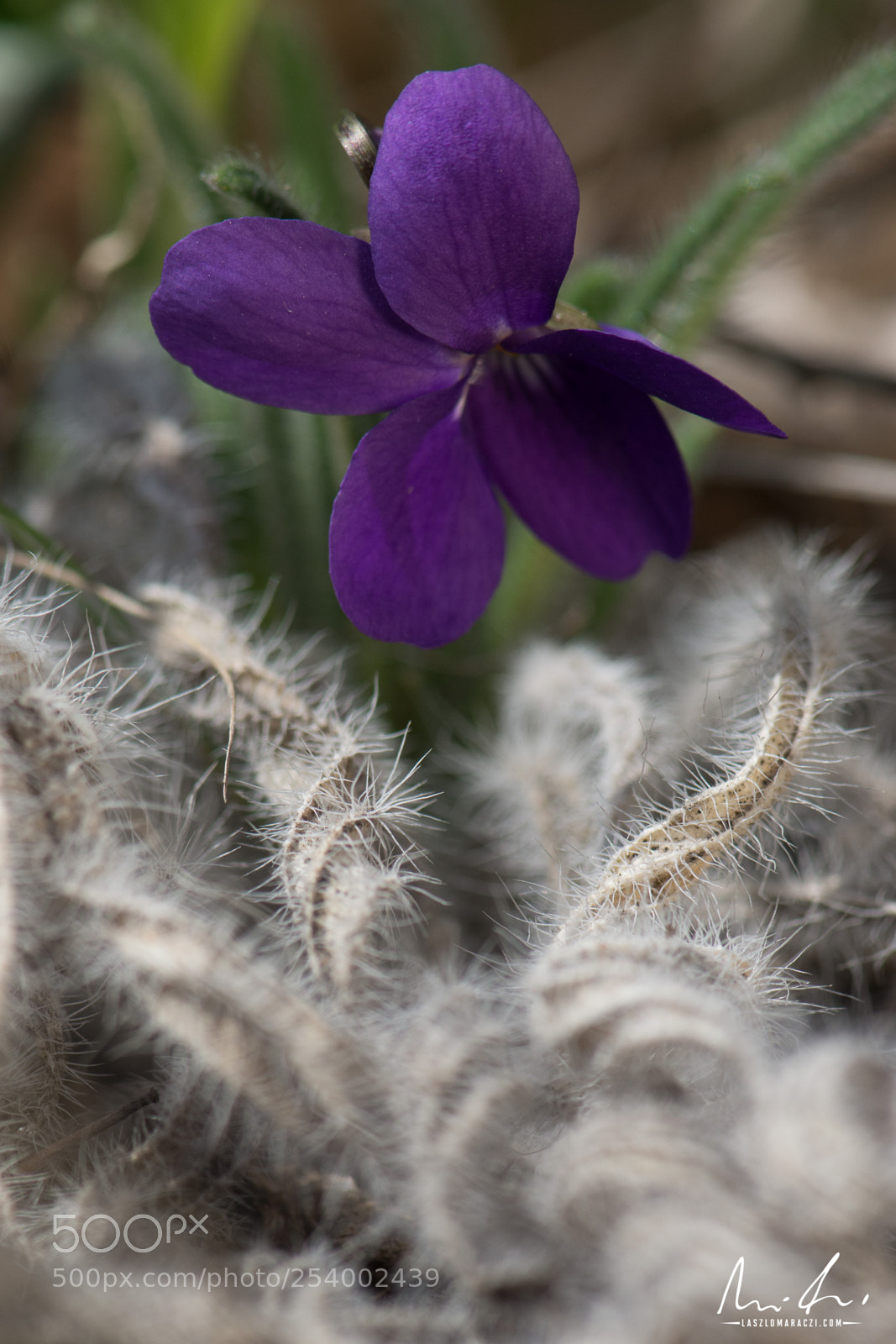 Nikon D7200 sample photo. Violet photography