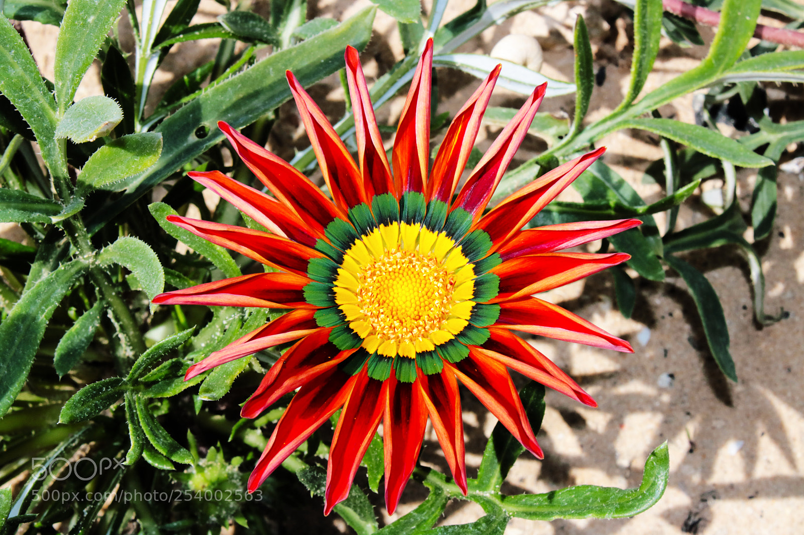 Canon EOS 750D (EOS Rebel T6i / EOS Kiss X8i) sample photo. Flower photography