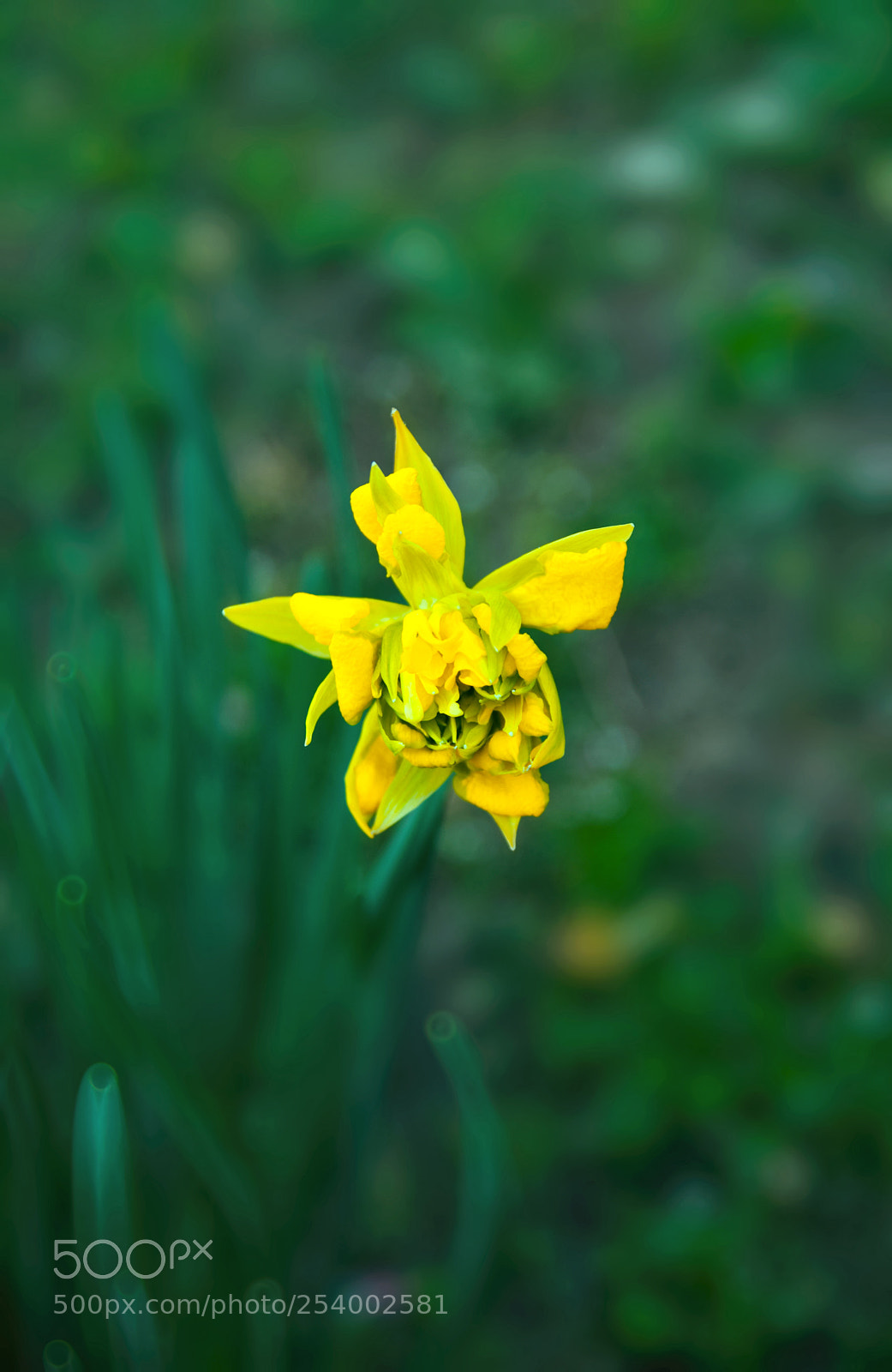 Nikon D5300 sample photo. Flower photography