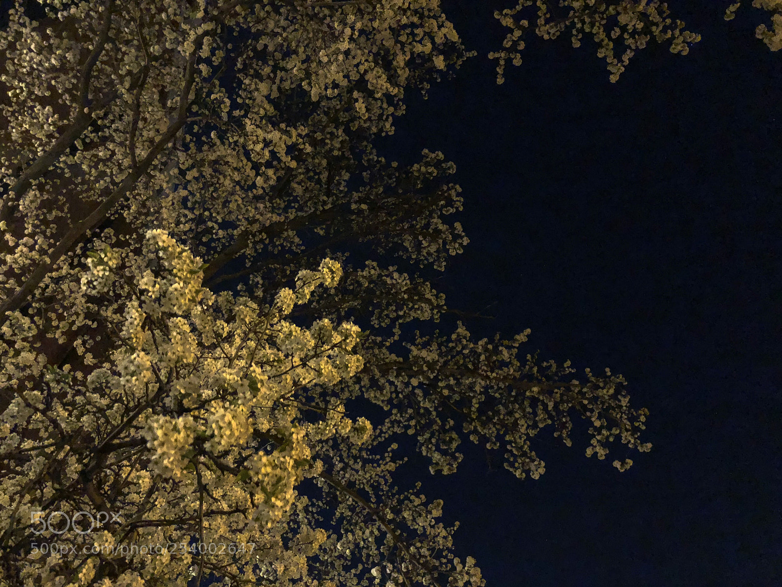 Apple iPhone X sample photo. Confused trees  photography
