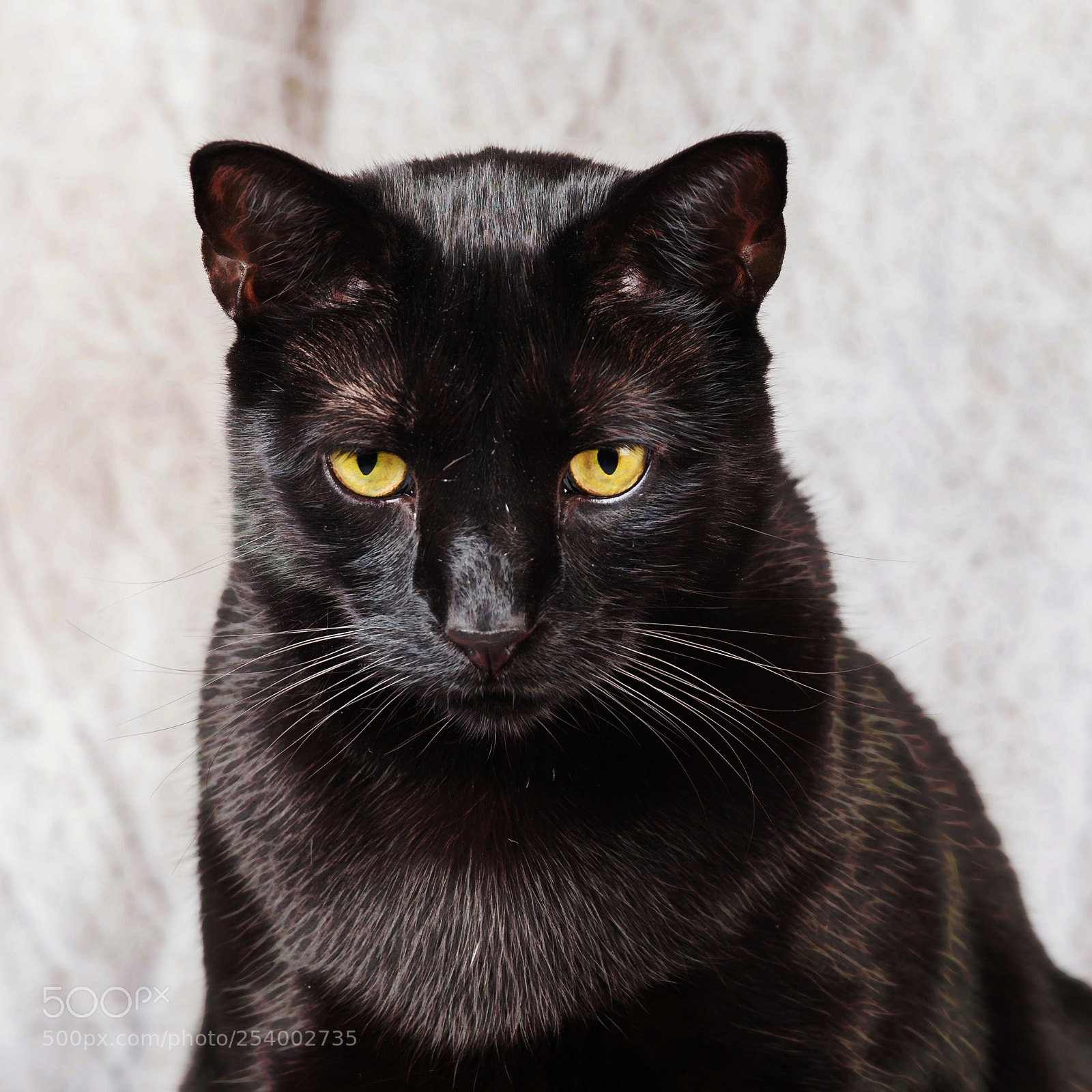 Canon EOS 5D Mark II sample photo. My black cat photography