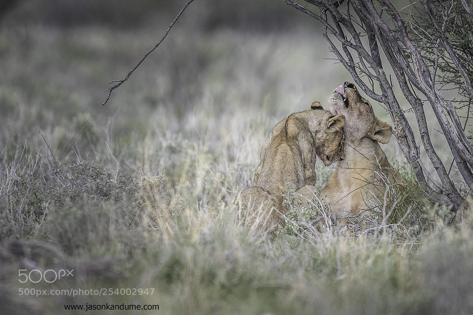 Canon EOS-1D X Mark II sample photo. Cuddle photography