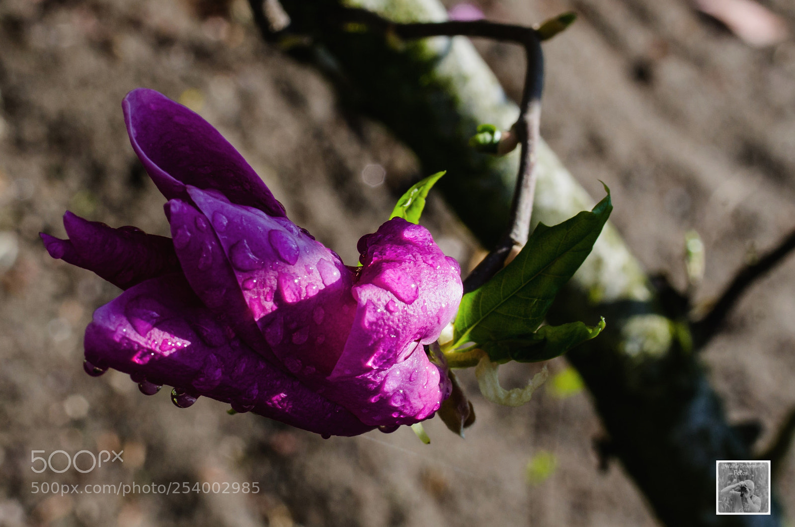 Nikon D7000 sample photo. Tamron 60mm 2.0 macro photography