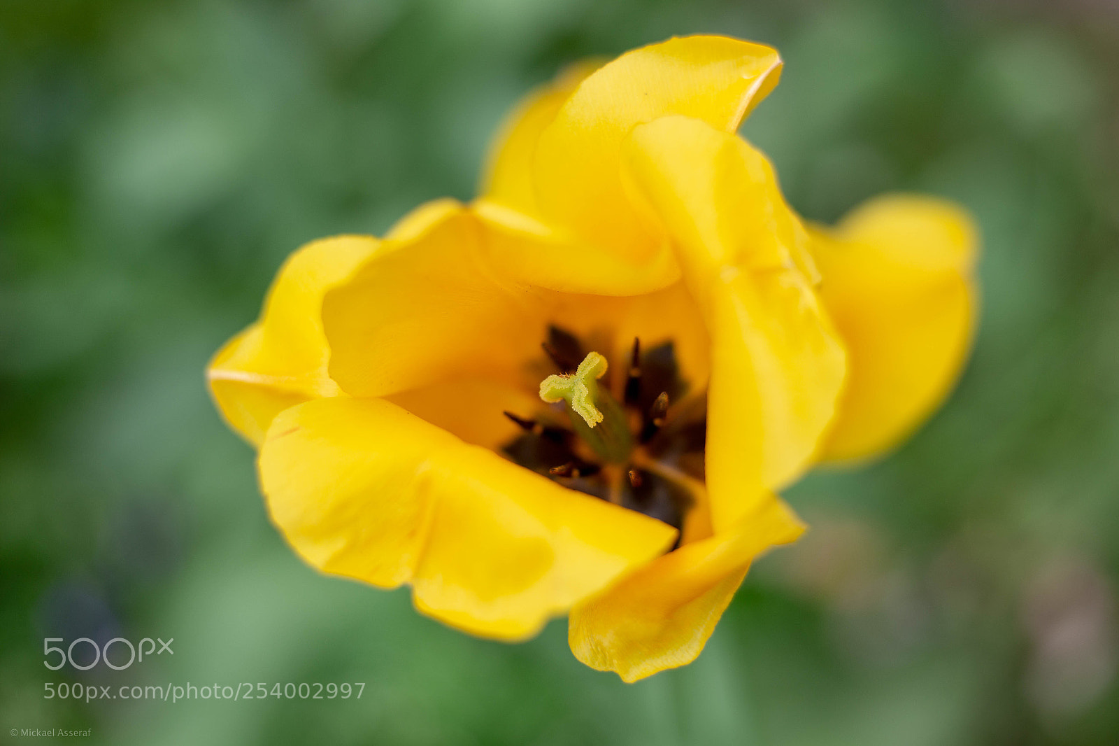 Canon EOS 6D sample photo. Tulipe jaune photography