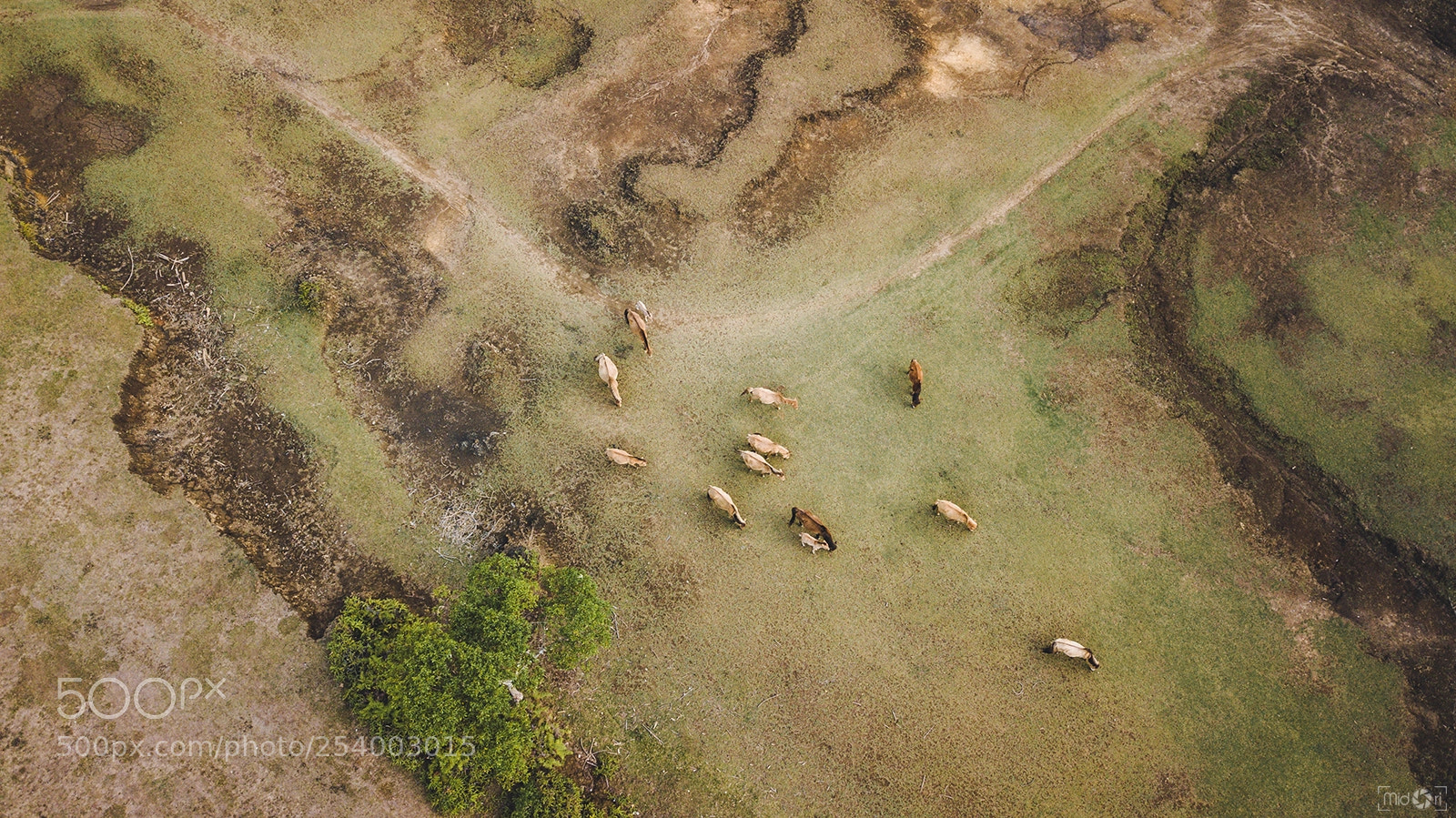 DJI FC220 sample photo. Wild & free photography