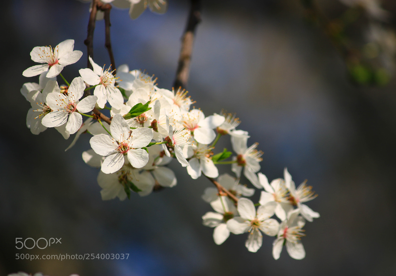 Canon EOS 760D (EOS Rebel T6s / EOS 8000D) sample photo. Img photography