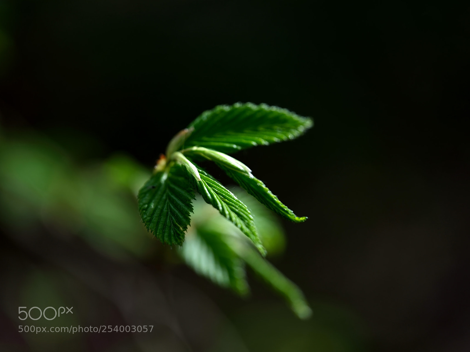 Fujifilm GFX 50S sample photo. Spring, eventually photography