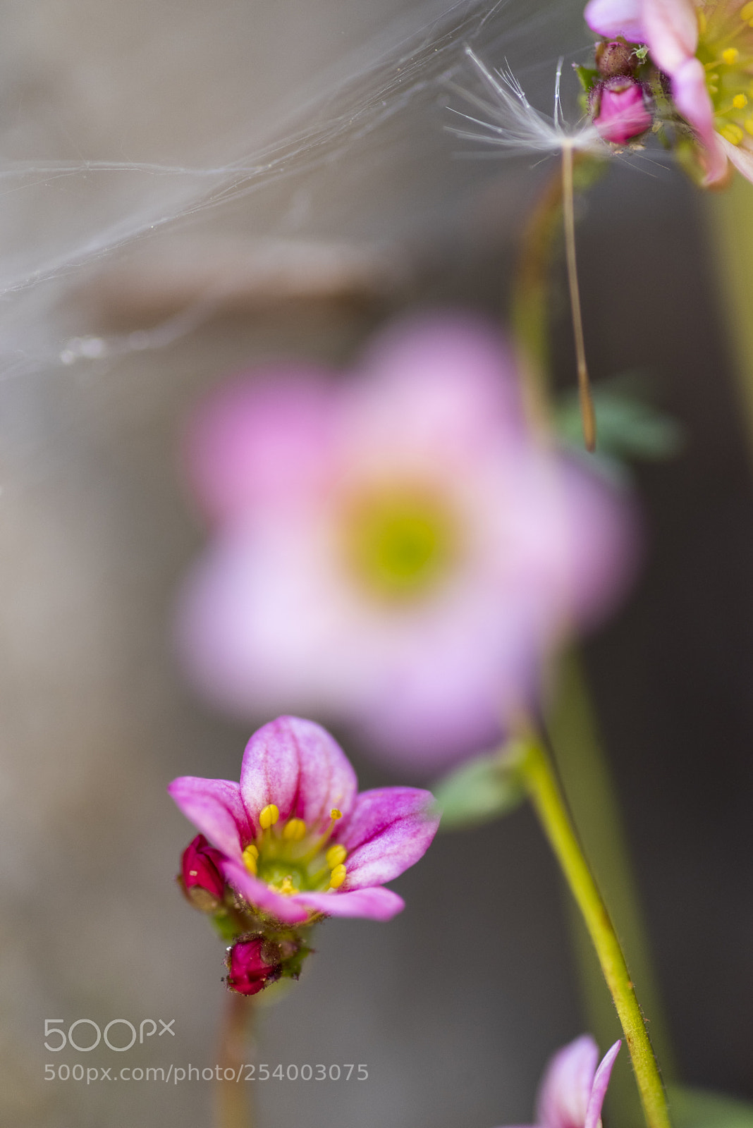 Pentax K-1 sample photo. Where is charlie ? photography