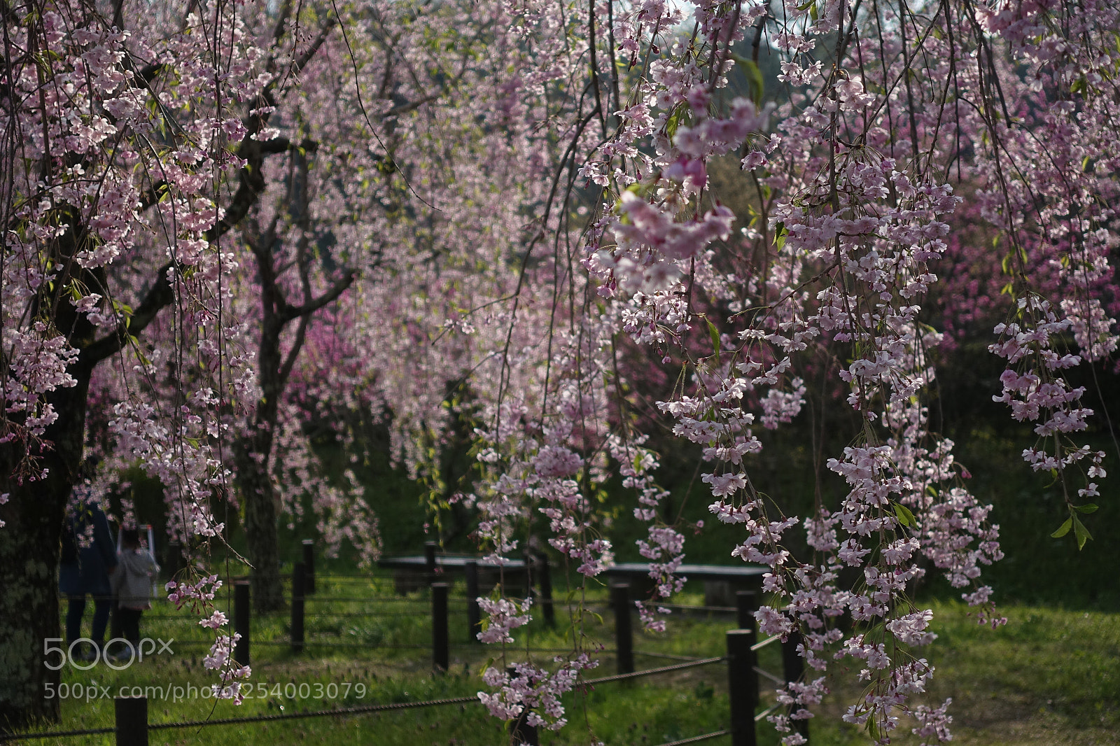 Sony Cyber-shot DSC-RX100 IV sample photo. Blooming sakura photography