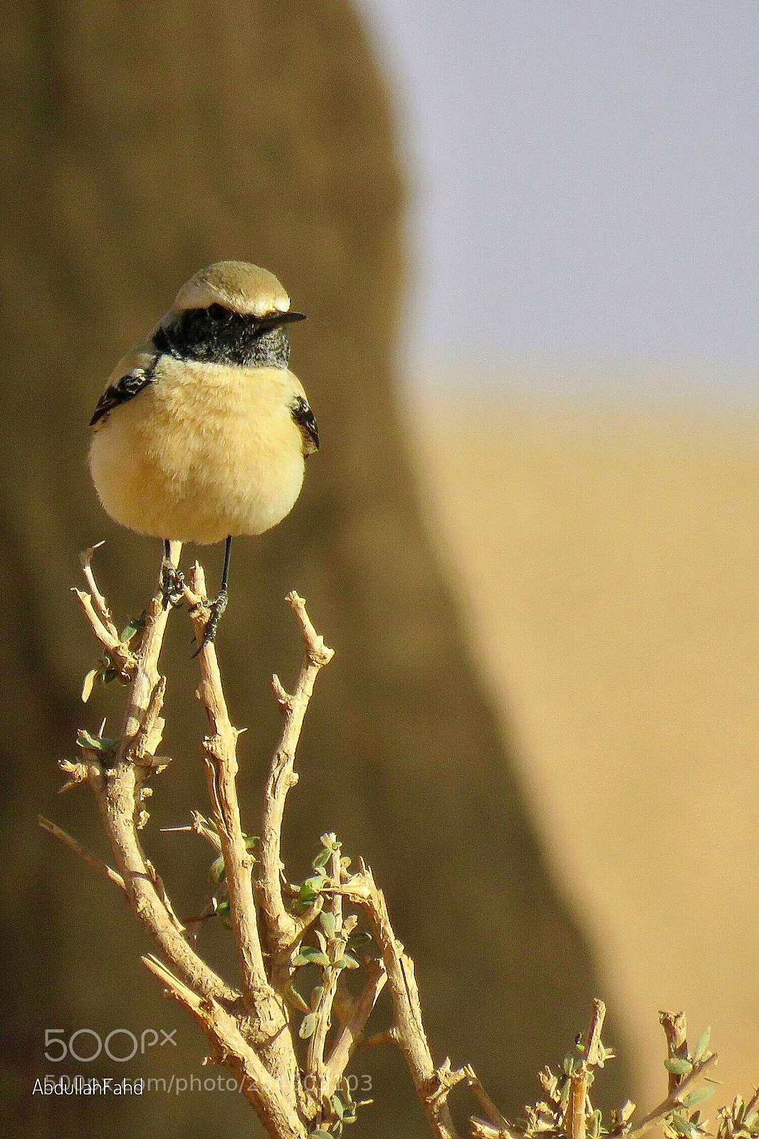 Canon PowerShot SX60 HS sample photo. Desert wheatear photography