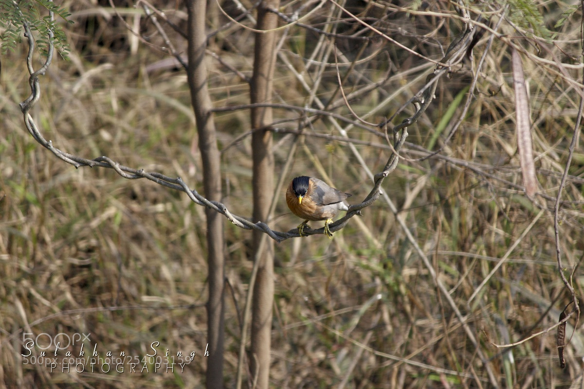 Canon EOS 600D (Rebel EOS T3i / EOS Kiss X5) sample photo. Engry bird photography