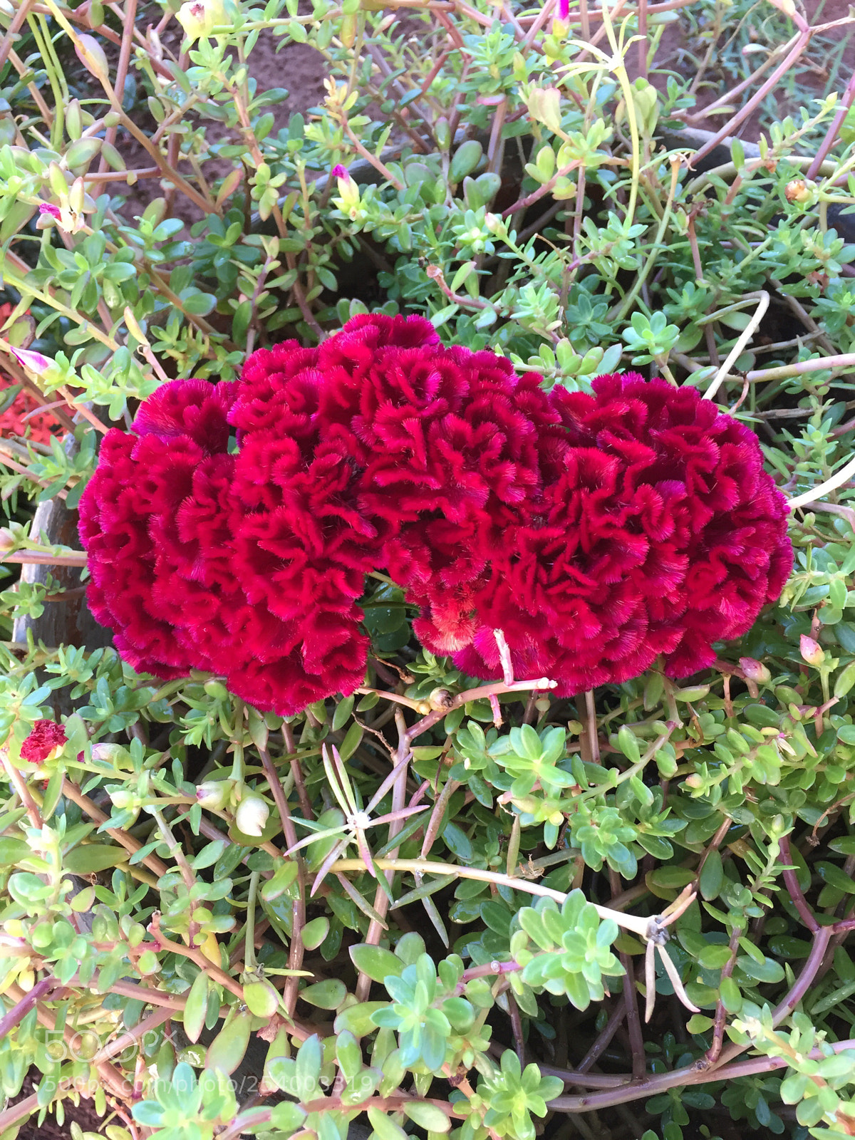 Apple iPhone 6 sample photo. Untitled photography