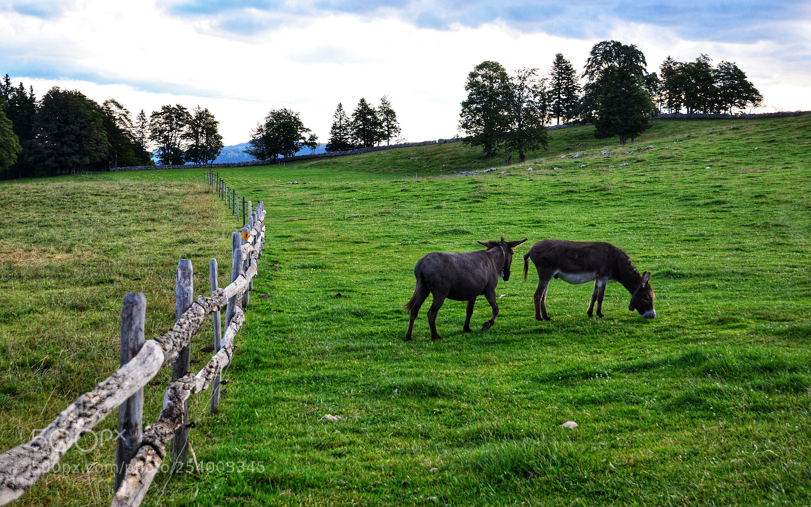 Nikon D7100 sample photo. Verts pâturages ... photography