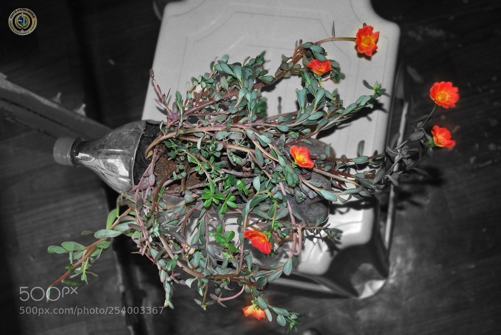 Nikon D60 sample photo. 1.jpg photography