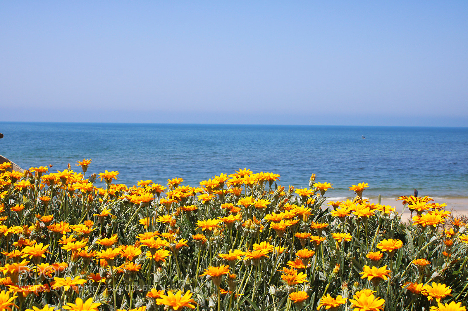 Canon EOS 750D (EOS Rebel T6i / EOS Kiss X8i) sample photo. Flowers photography