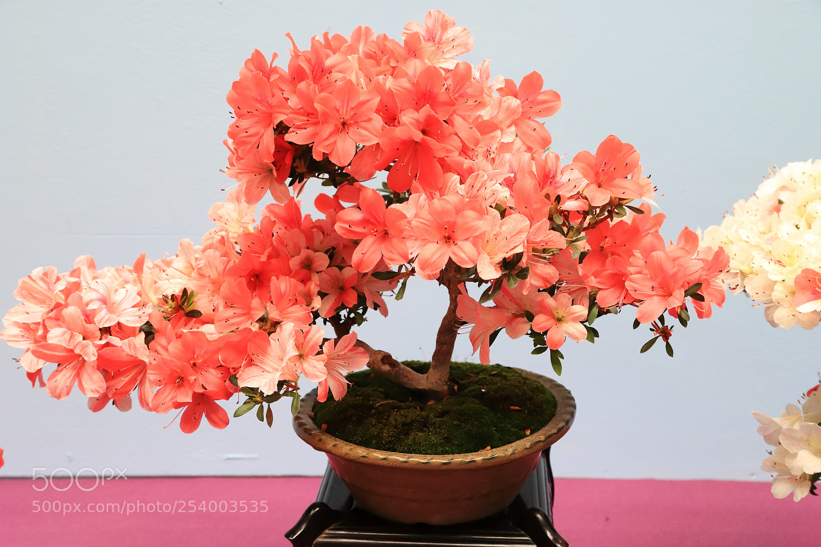 Canon EOS 6D Mark II sample photo. Img_4280m azalea, 2018臺中市皐月花展 photography