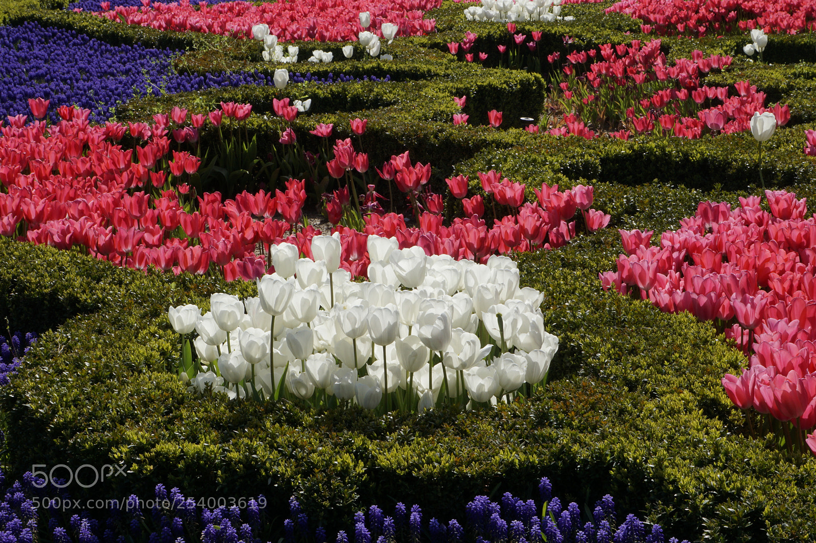 Sony a6000 sample photo. Tulip garden photography