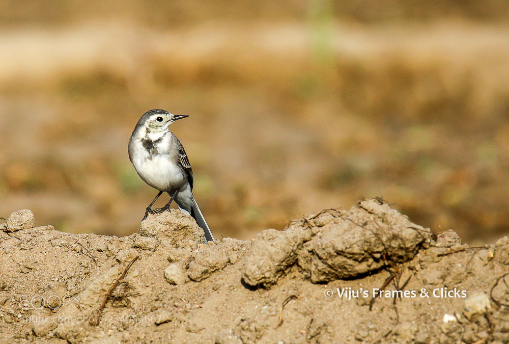 Canon EOS 5D Mark IV sample photo. White wagtail photography