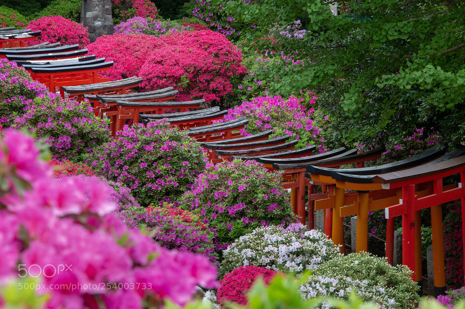 Canon EOS 70D sample photo. Azalea and a tunnel photography
