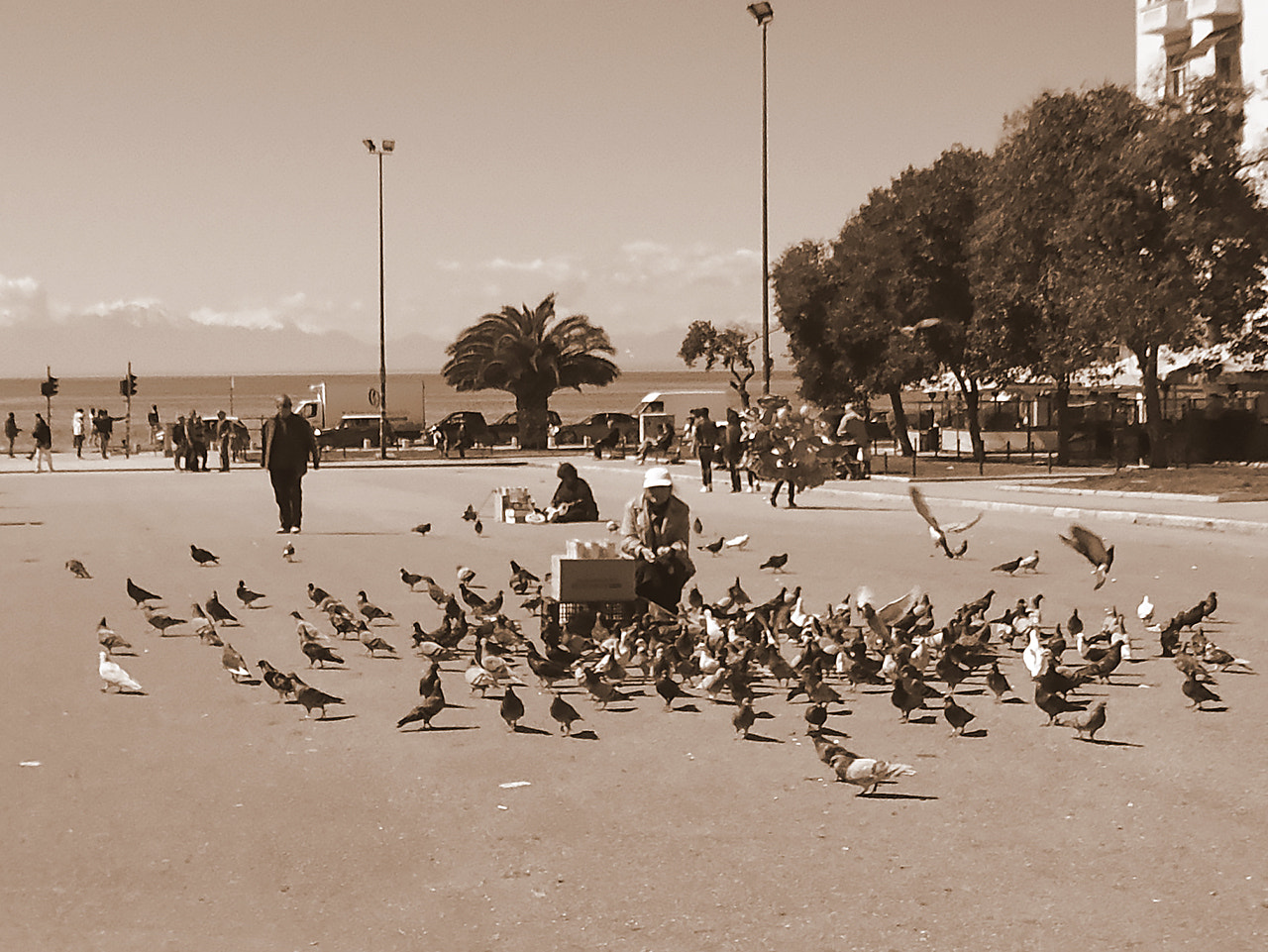 Sony Cyber-shot DSC-W610 sample photo. Pigeons photography