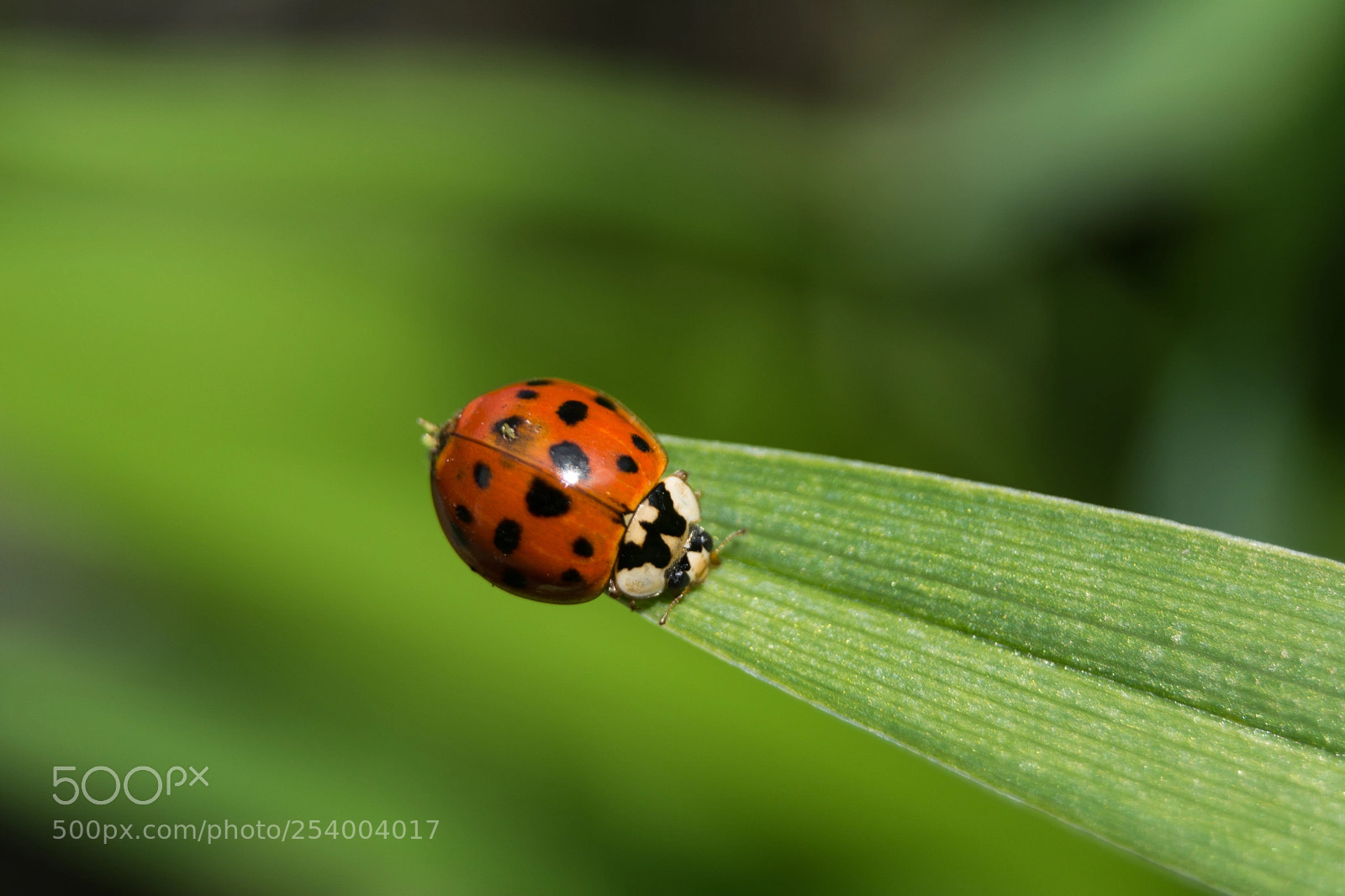 Nikon D5200 sample photo. Coccinella photography