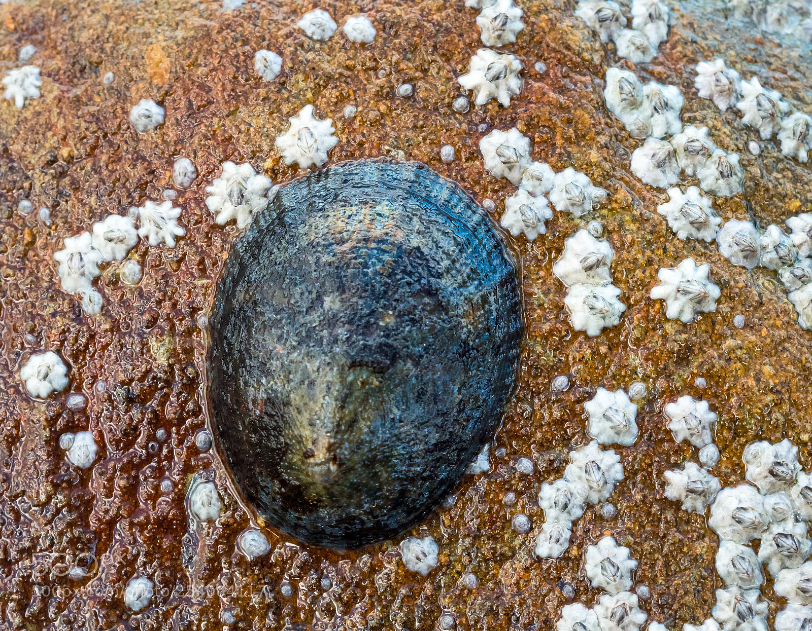 Panasonic Lumix DC-G9 sample photo. Limpet and barnacles photography
