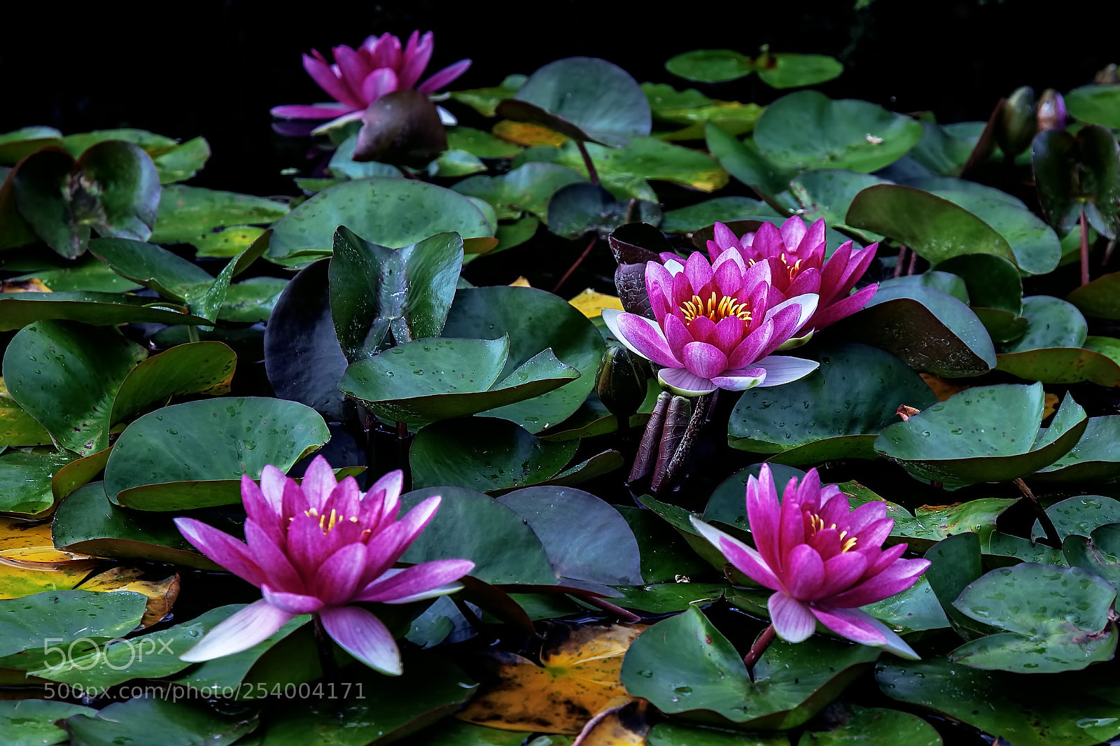 Canon EOS 5D Mark II sample photo. Blooming photography