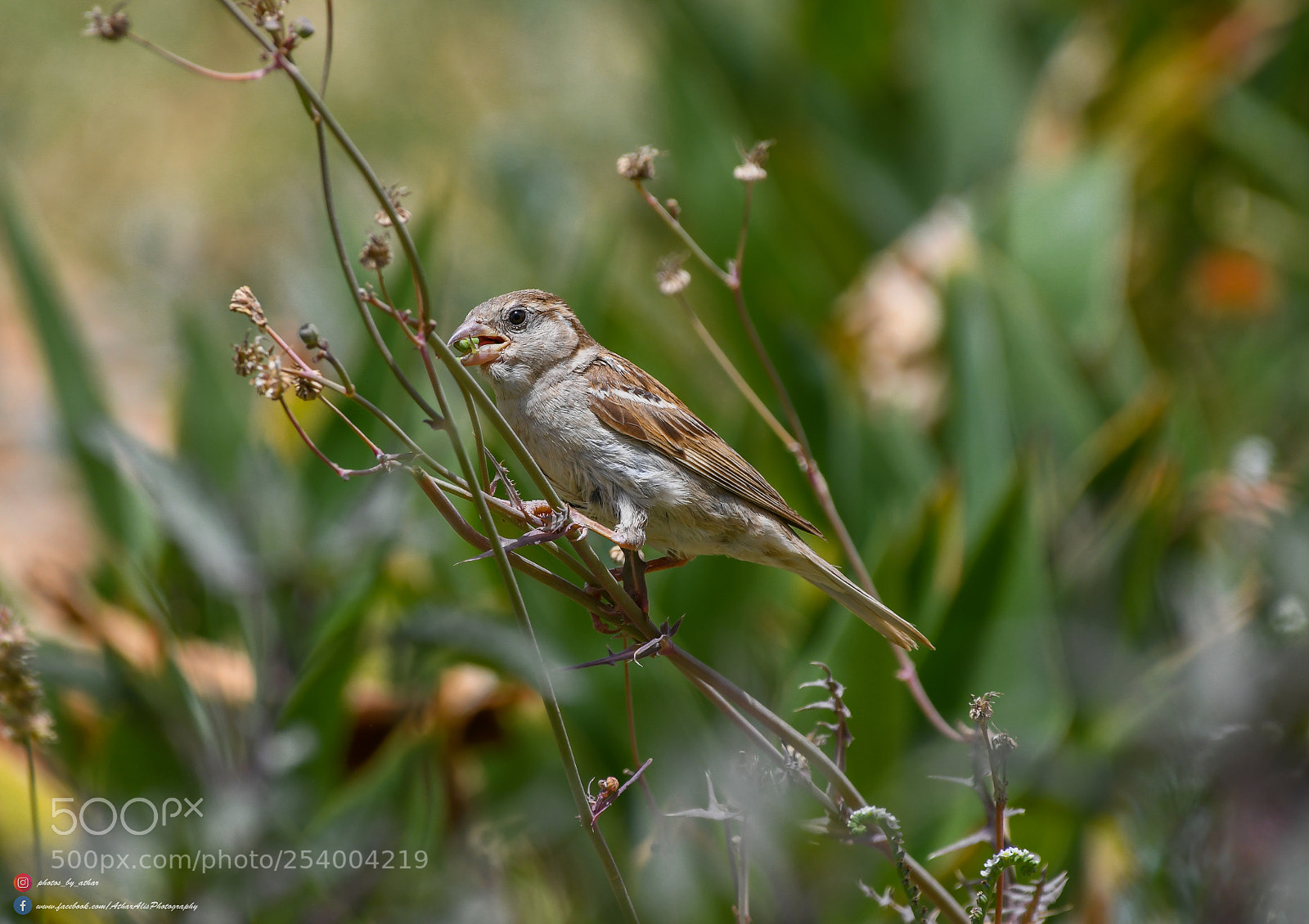 Nikon D850 sample photo. Sparrow photography