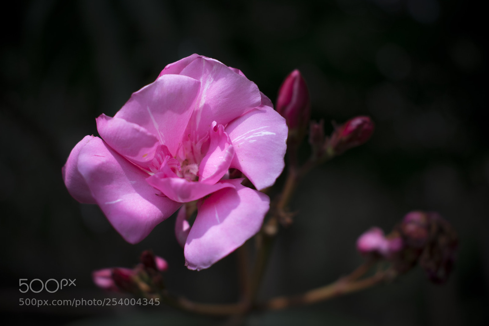 Nikon D5300 sample photo. Untitled photography