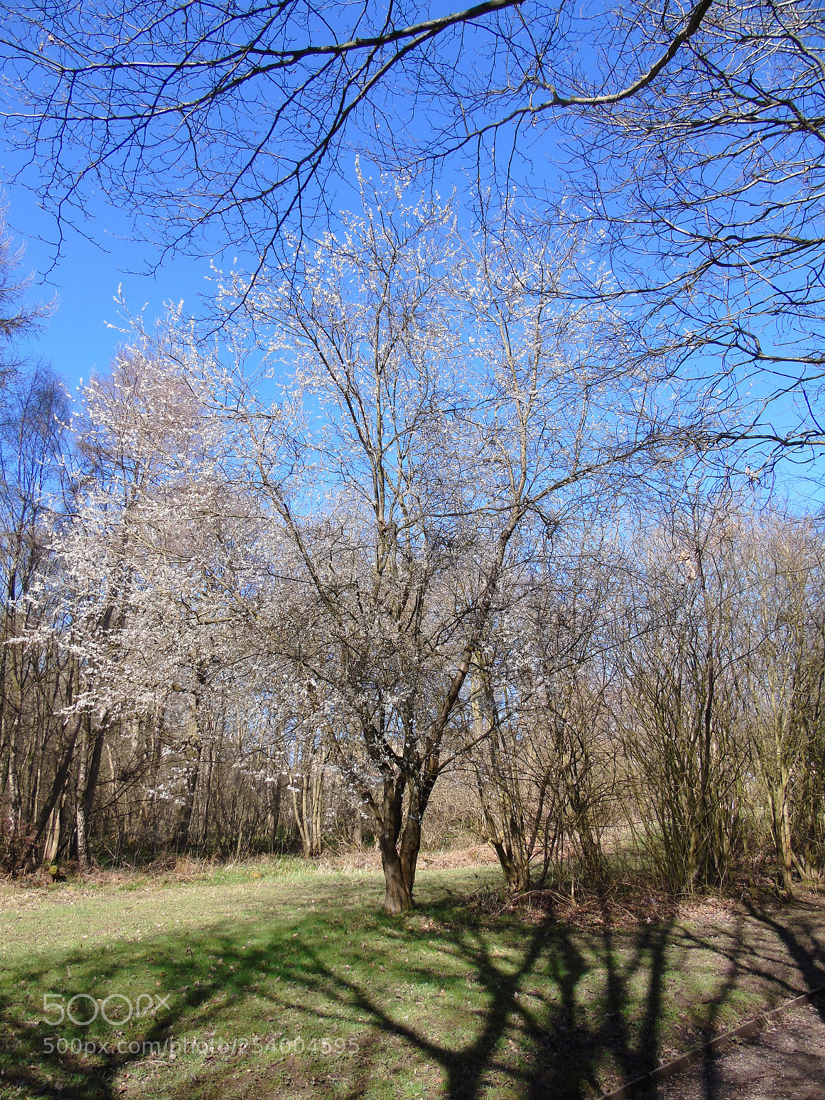 Sony Cyber-shot DSC-H400 sample photo. Blossom tree in the photography