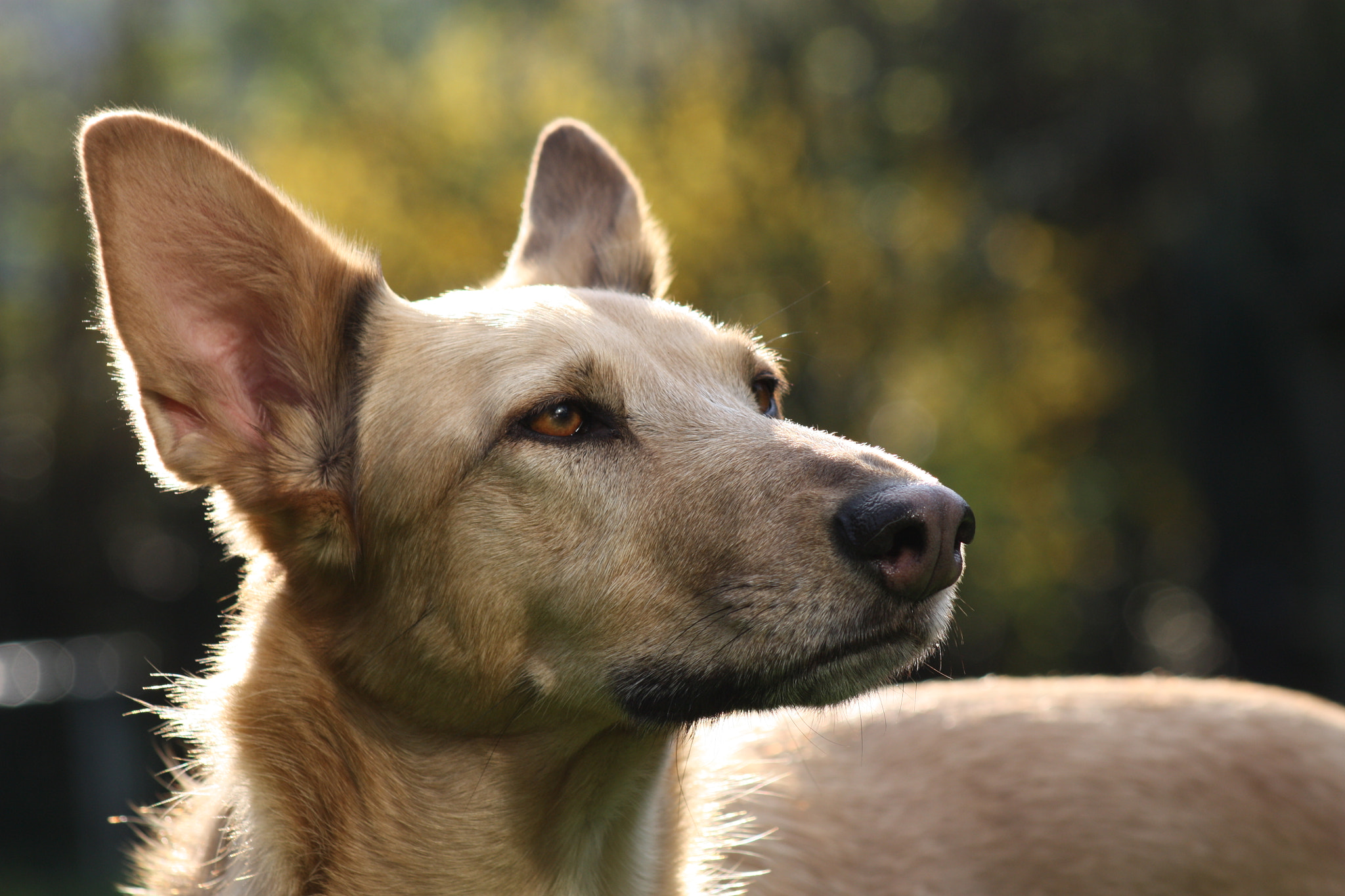 Canon EF 75-300mm f/4-5.6 sample photo. Dog adventures photography