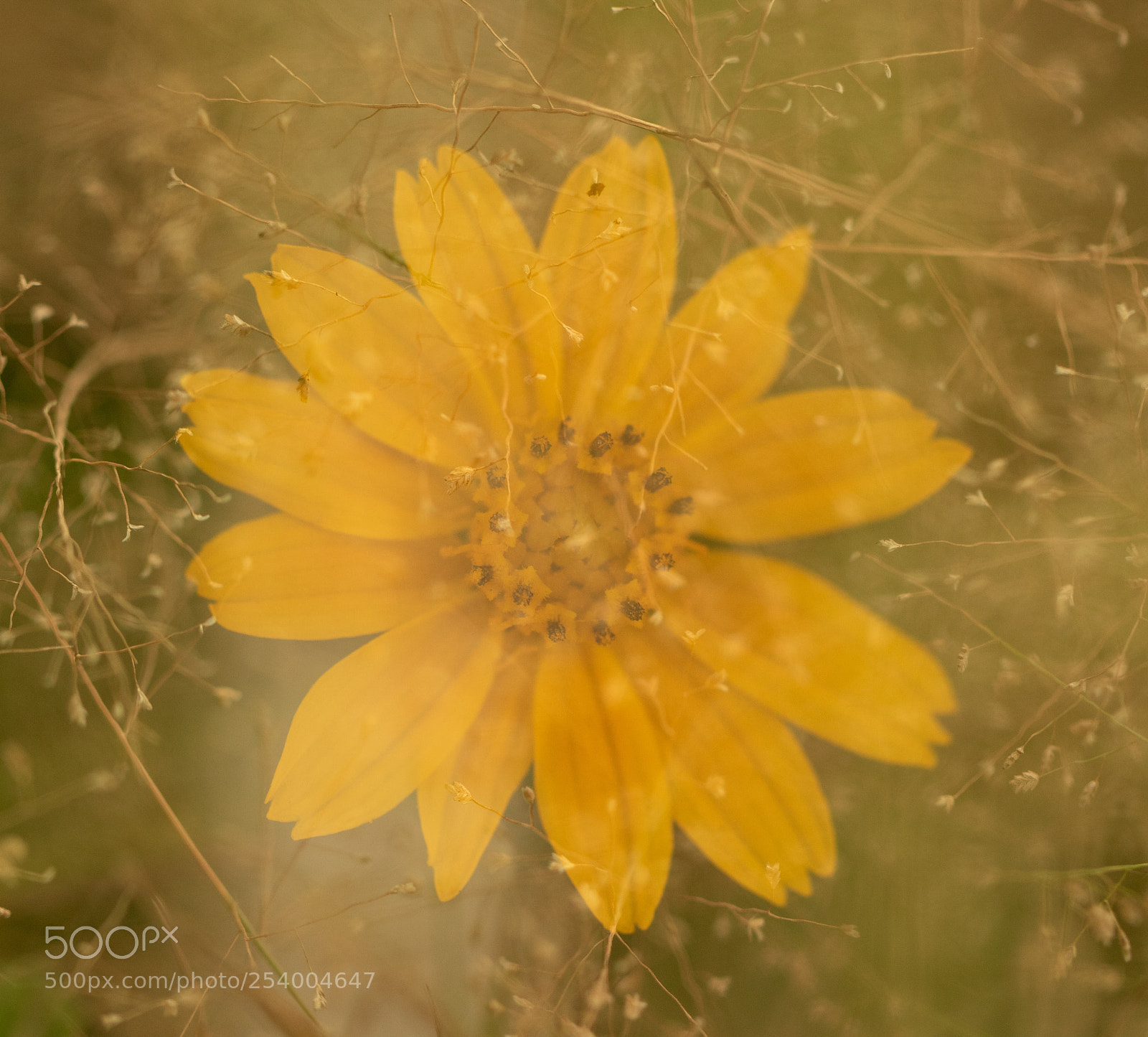 Canon EOS 7D Mark II sample photo. Flower photography
