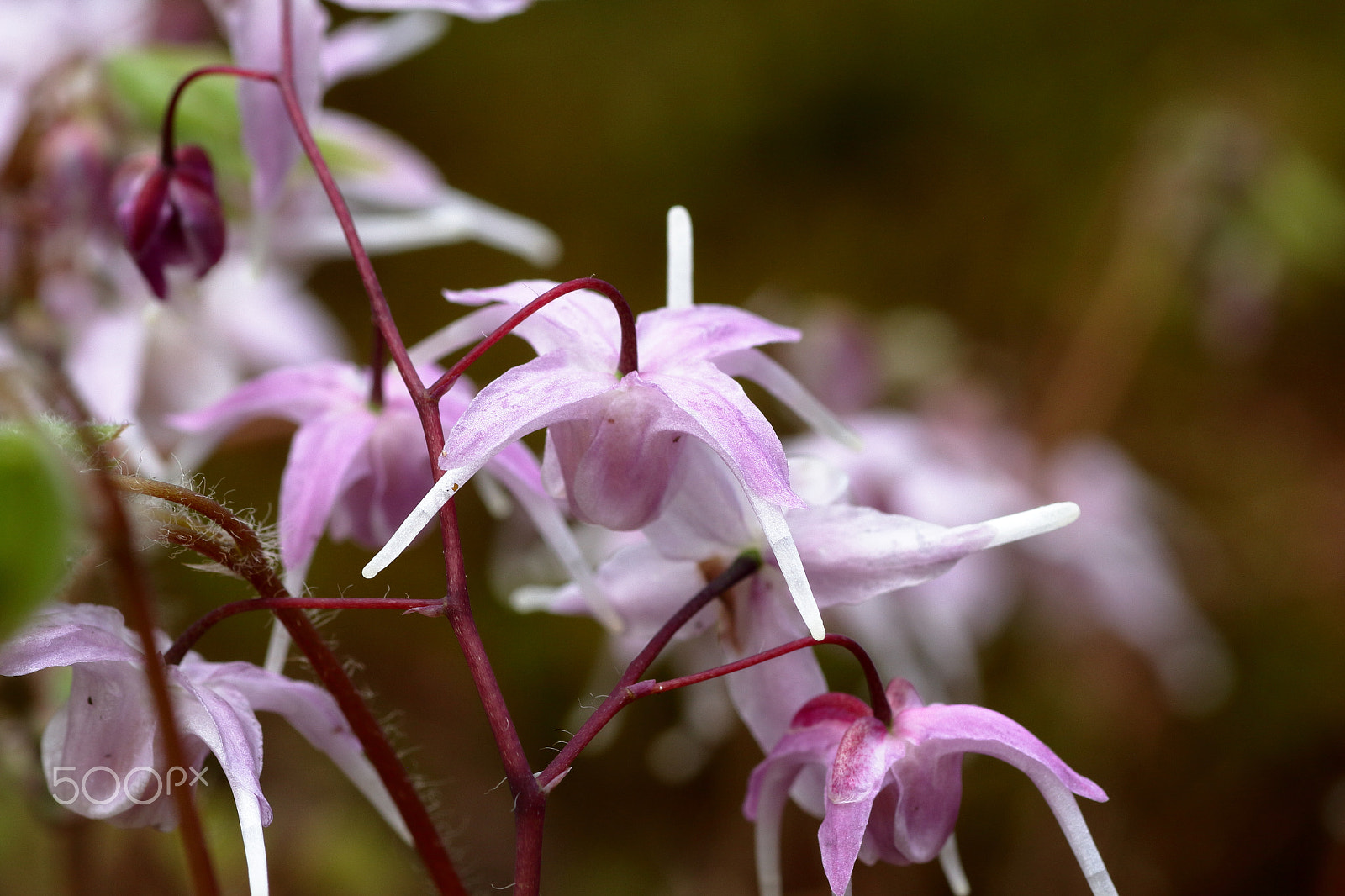 Canon EOS 100D (EOS Rebel SL1 / EOS Kiss X7) + Tamron SP AF 90mm F2.8 Di Macro sample photo. Anchor grass photography