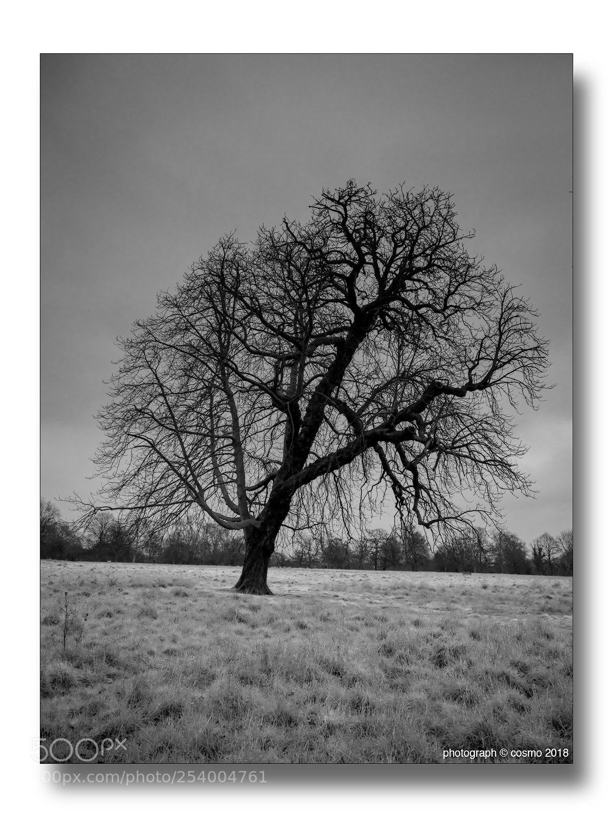Panasonic Lumix DMC-GX8 sample photo. Park trees #2 photography