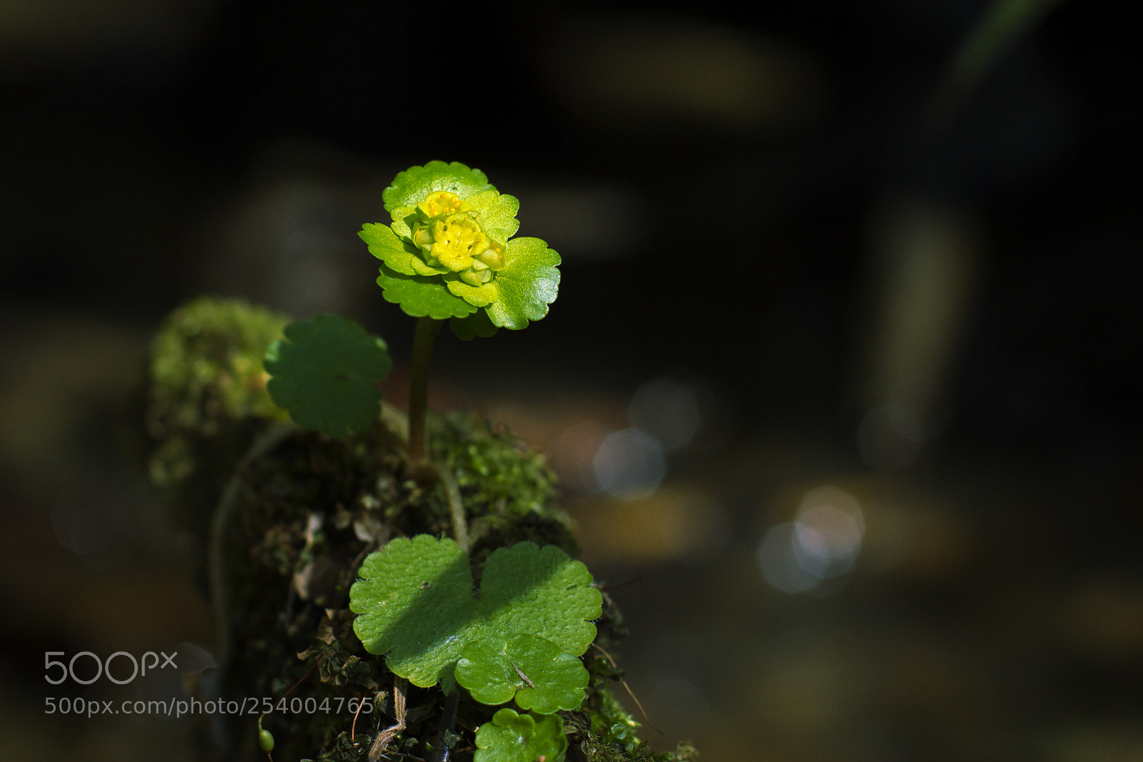 Canon EOS 7D sample photo. Chrysosplenium alternifolium photography