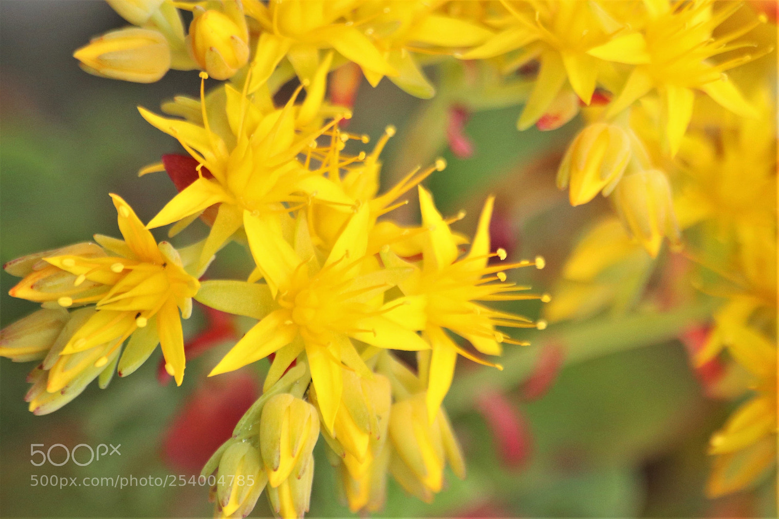 Canon EOS 80D sample photo. Spring time photography
