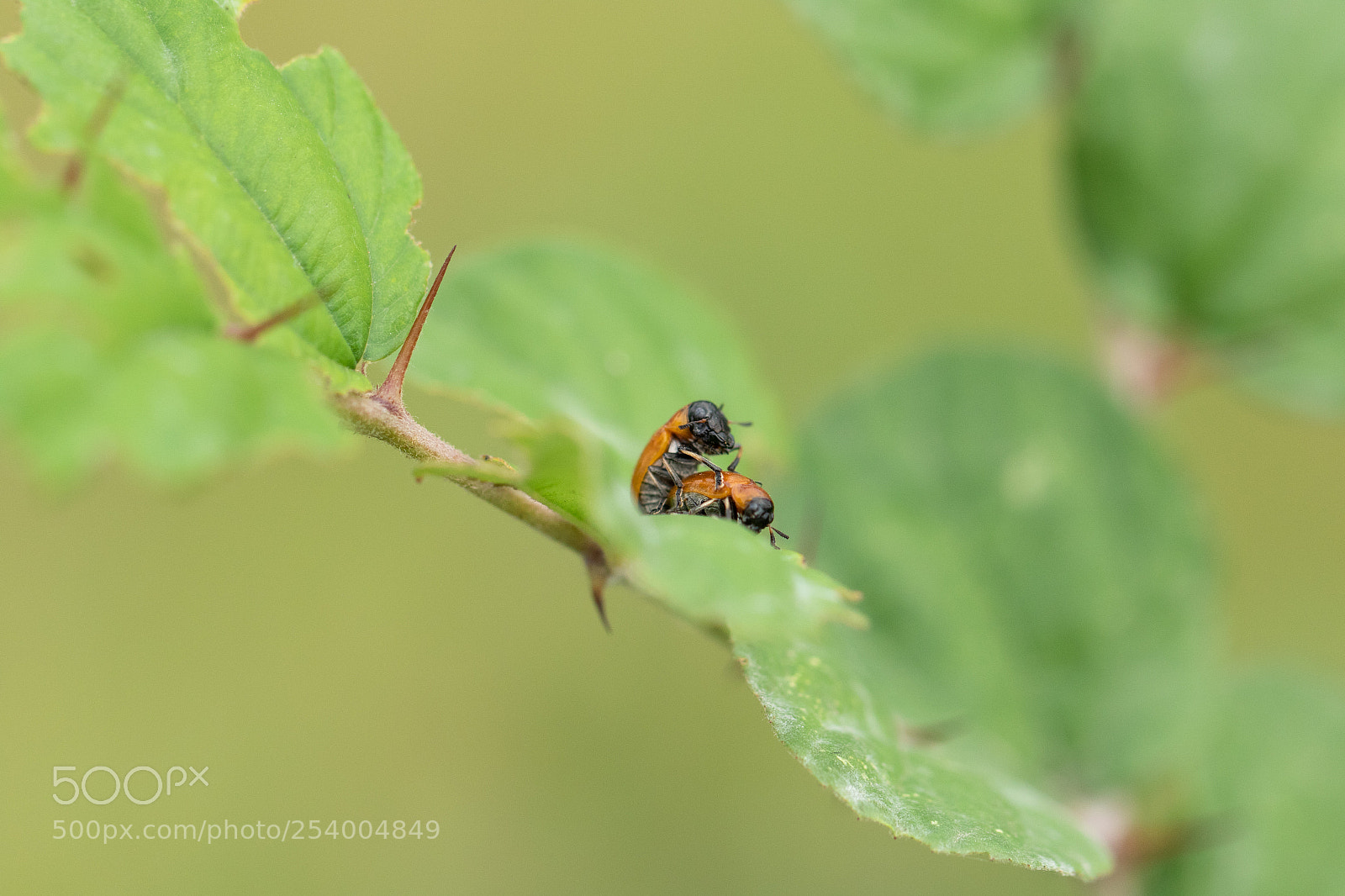 Canon EOS 7D Mark II sample photo. Untitled photography