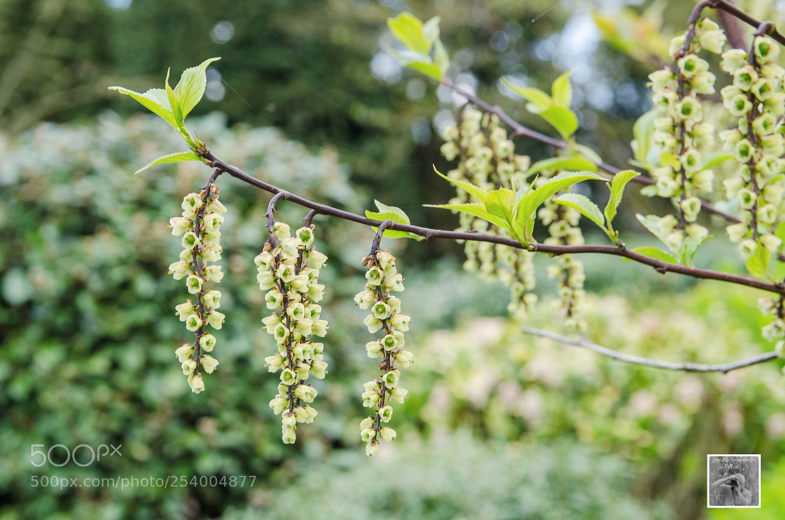 Nikon D7000 sample photo. Blumen/flower photography