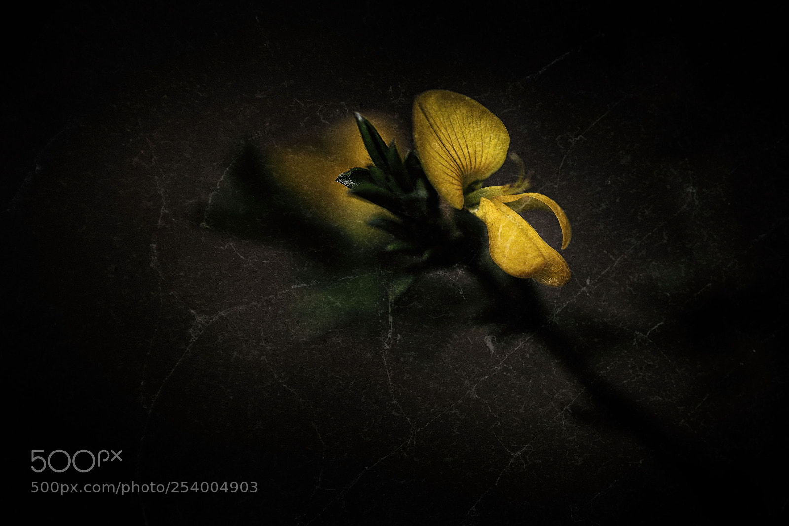 Canon EOS 80D sample photo. Flower photography