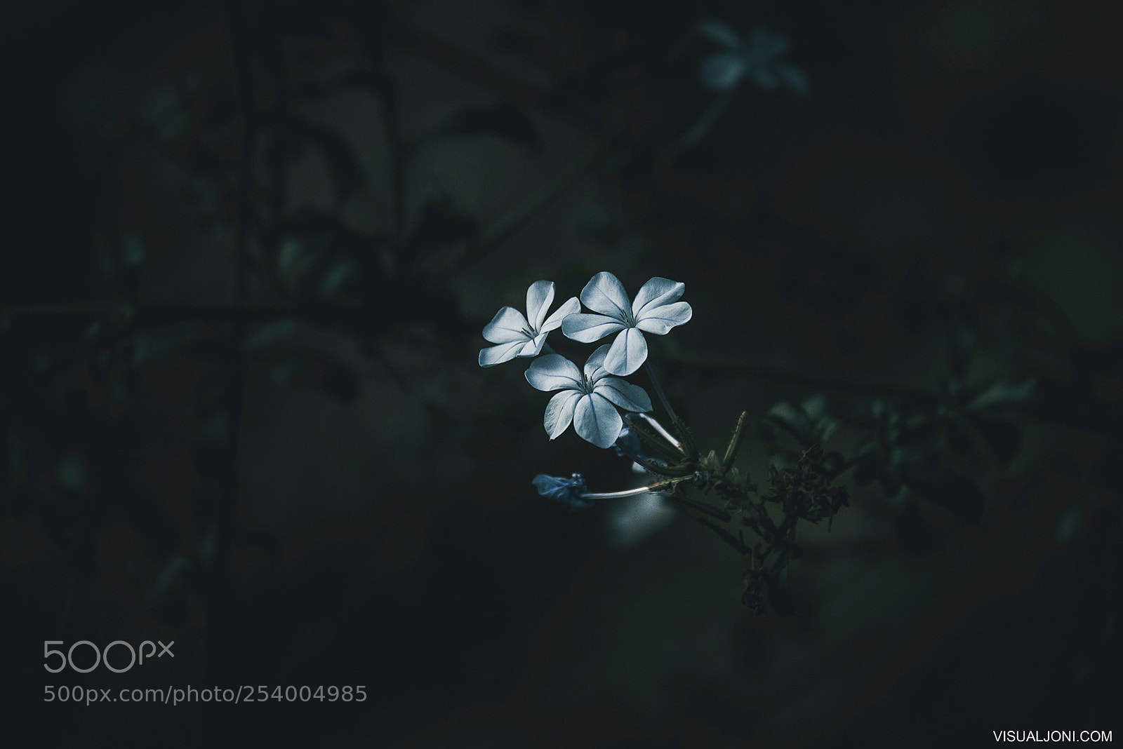 Canon EOS 7D sample photo. Plumpago photography