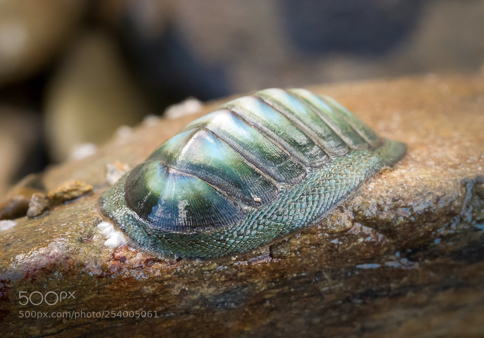 Panasonic Lumix DC-G9 sample photo. Glaucus chiton photography