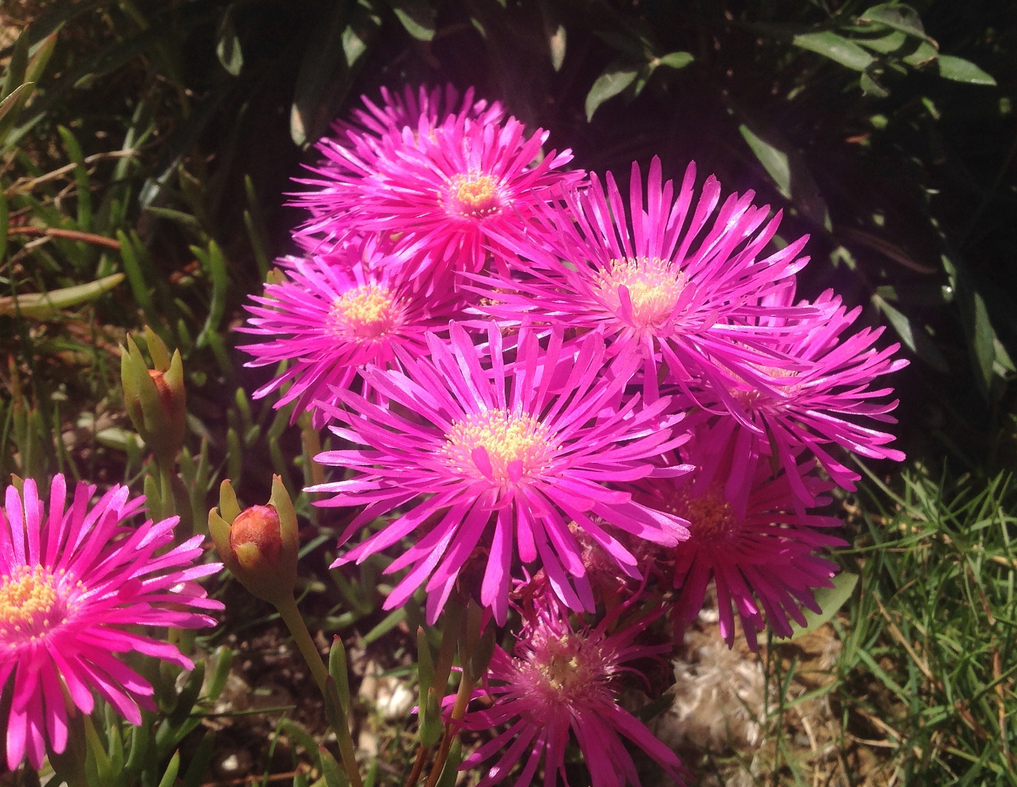 Apple iPad sample photo. Pink ice plant photography
