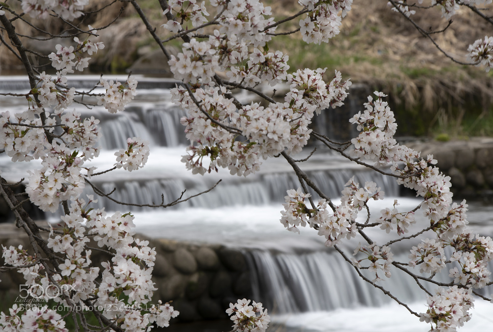 Nikon D850 sample photo. Sakura ＆　cascades photography