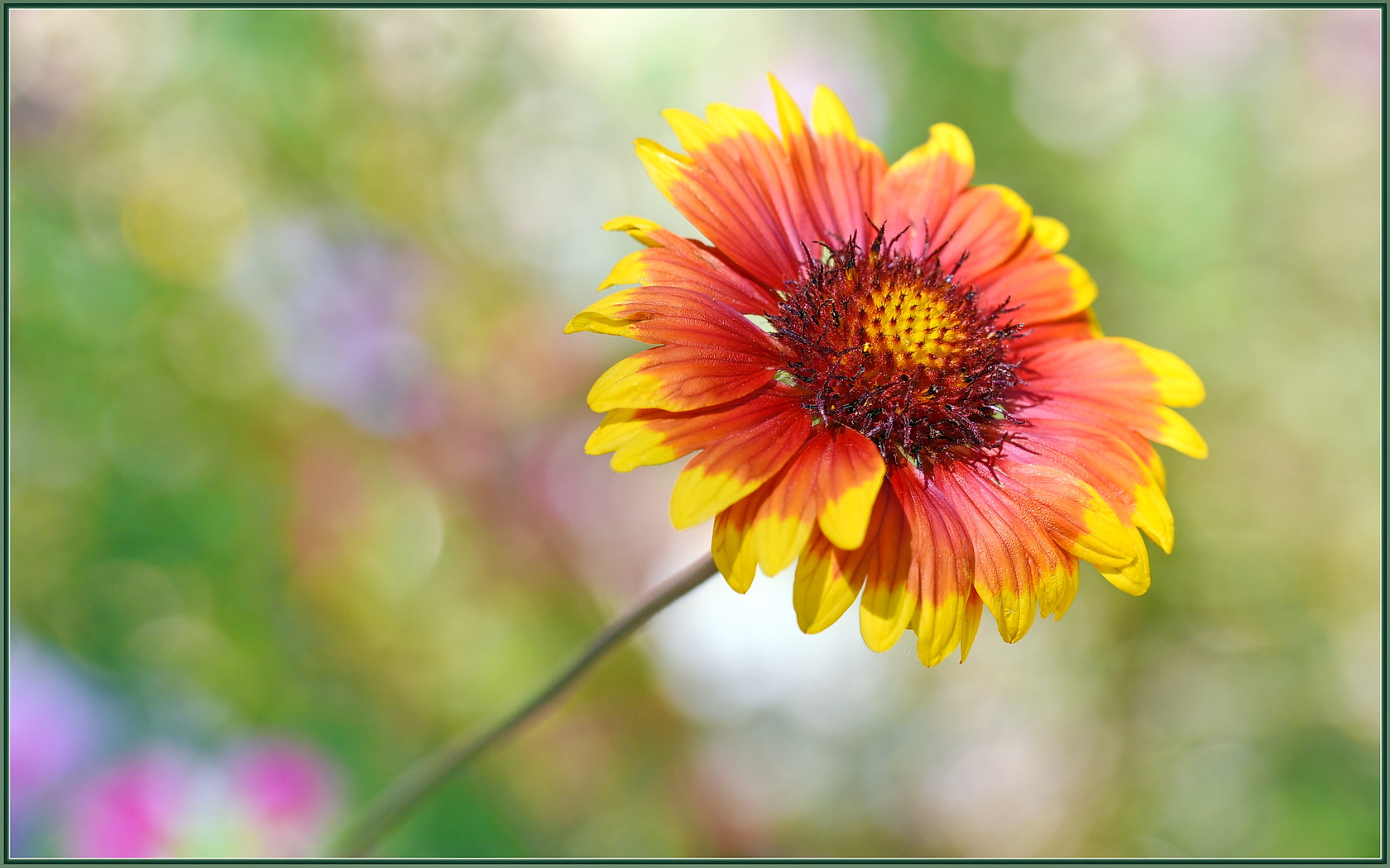 Sigma 105mm F2.8 EX DG OS HSM sample photo. Pretty gaillardia bloom photography