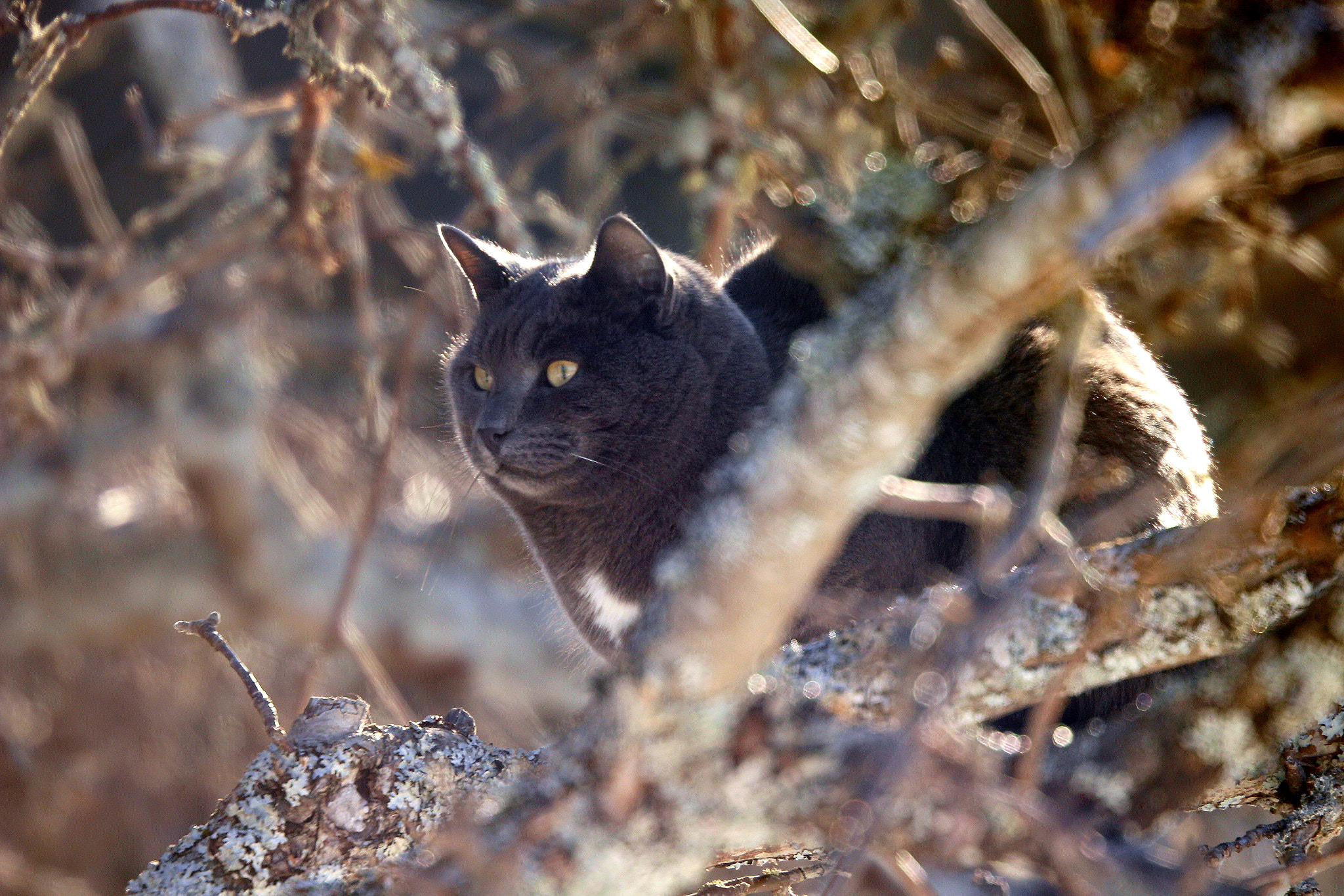 Canon EOS 700D (EOS Rebel T5i / EOS Kiss X7i) sample photo. Hunting cat on the branch of appletree. photography