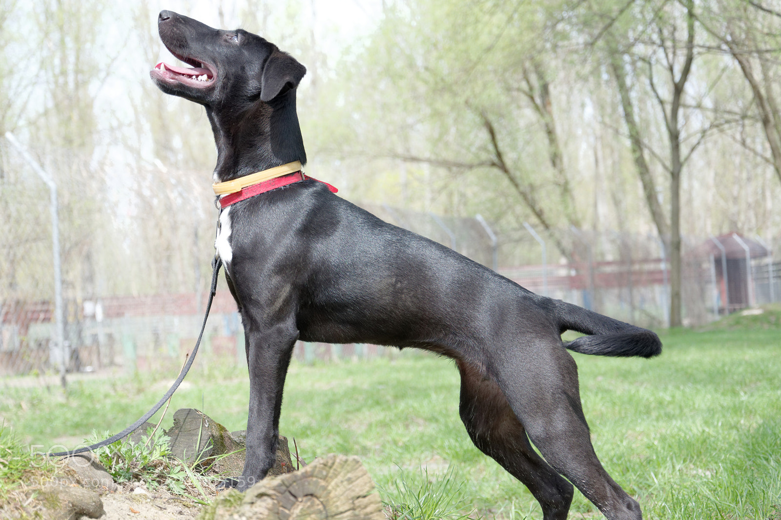 Nikon D5300 sample photo. Shelter dog photography
