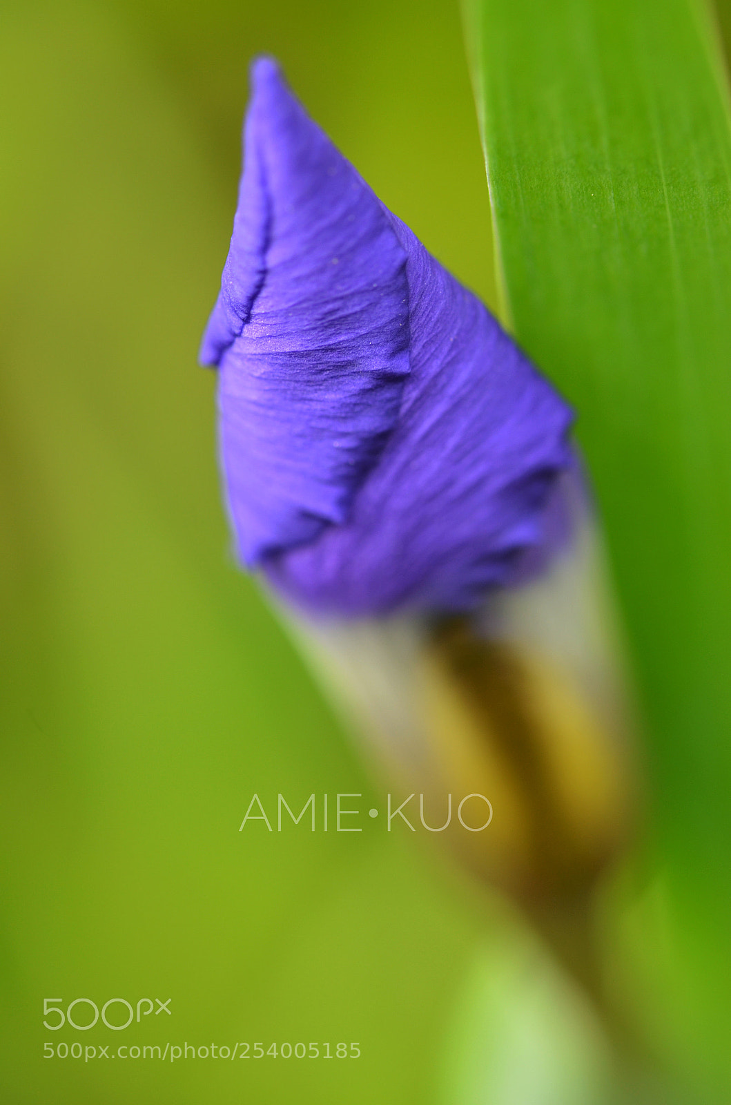 Nikon D7000 sample photo. 鸢尾 photography